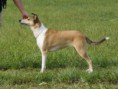 Vrh L - L Litter